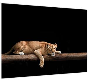 Kép - Lioness (70x50 cm)