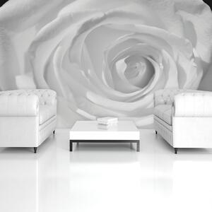 Fotótapéta - Fehér rózsa (152,5x104 cm)