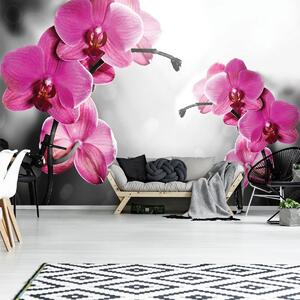 Fotótapéta - Orchideák (152,5x104 cm)
