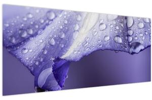 Kép - Szirom cseppekkel (120x50 cm)