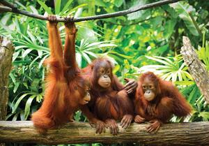 Fotótapéta - Orangután a dzsungelben (152,5x104 cm)