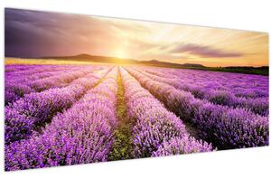 Kép - Napfelkelte levendulamezőn (120x50 cm)