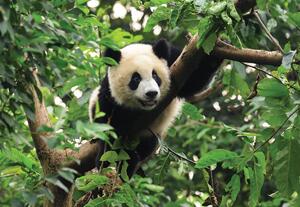 Fotótapéta - Panda a fán (152,5x104 cm)