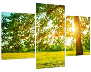 Kép - Sunny Forest (90x60 cm)