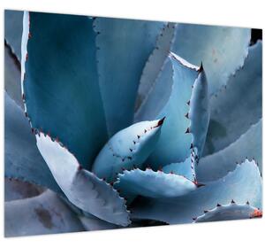 Kép - Agave (70x50 cm)