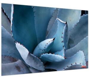 Kép - Agave (90x60 cm)