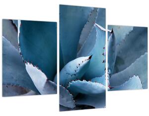 Kép - Agave (90x60 cm)