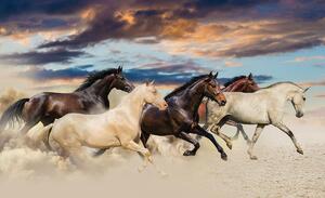 Fotótapéta - Vágtató Mustangok (254x184 cm)