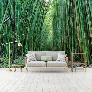 Fotótapéta - Bambusz (152,5x104 cm)
