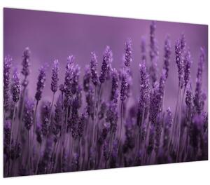 Kép - Levendula (90x60 cm)