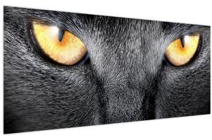 Kép - Közeli portré egy macskáról (120x50 cm)