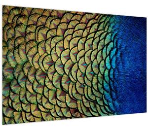 Kép - Pávatollak (90x60 cm)