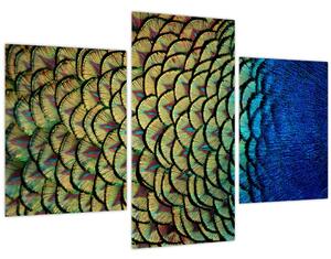 Kép - Pávatollak (90x60 cm)