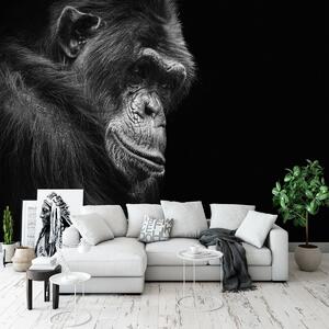 Fotótapéta - Gorilla (152,5x104 cm)