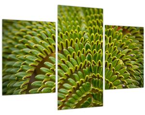 Kép - Fern (90x60 cm)