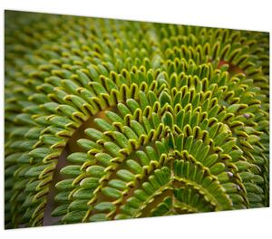 Kép - Fern (90x60 cm)