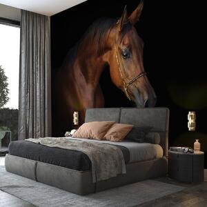 Fotótapéta - Barna ló és a fekete háttér (152,5x104 cm)