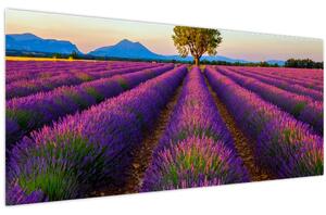 Kép - Levendula mező (120x50 cm)