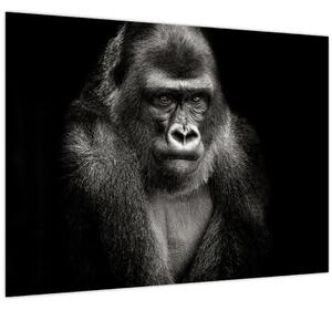 Kép - Gorilla (70x50 cm)