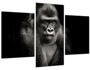 Kép - Gorilla (90x60 cm)