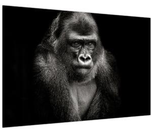Kép - Gorilla (90x60 cm)