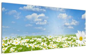 A virágzó rét százszorszépekkel képe (120x50 cm)