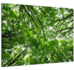 Kép - Kilátás a fák tetejére (70x50 cm)