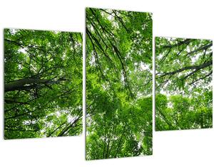Kép - Kilátás a fák tetejére (90x60 cm)