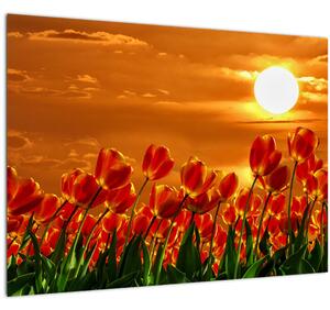 Kép egy virágzó mező tulipánokkal (70x50 cm)