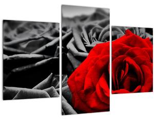Kép - Rózsa virágok (90x60 cm)