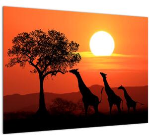Zsiráfok képe naplementekor (70x50 cm)