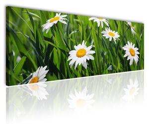 150x50 cm - Kamilla virág mező vászonkép