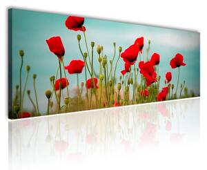 150x50 cm - Pipacs és felhők vászonkép