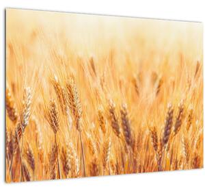 Kép - mező gabonával (70x50 cm)
