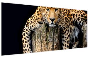 Kép - Gepárd (120x50 cm)