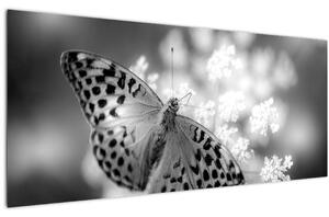 Kép - Részlet egy virágot beporzó pillangóról (120x50 cm)