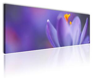 70x40 cm - Spring crocus virág vászonkép