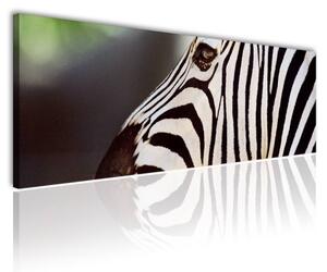 70x40 cm - Zebra mintás vászonkép