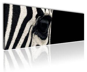 100x70 cm - Fekete és fehér zebra vászonkép