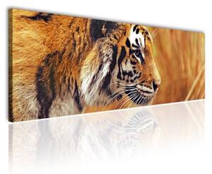 100x70 cm - Tigris tekintete vászonkép