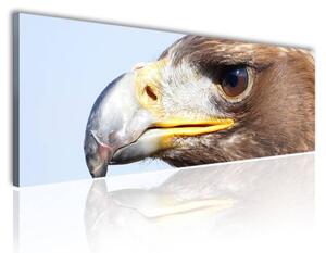 100x70 cm - Sas vászonkép