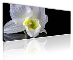 70x40 cm - Fehér orchidea vászonkép