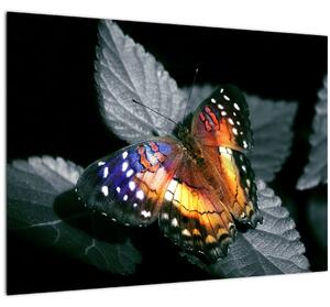Pillangó képe (üvegen) (70x50 cm)