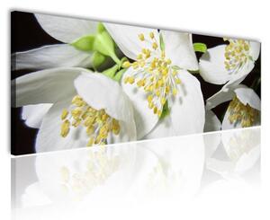 70x40 cm - Philadelphus jezsámen virágzás vászonkép