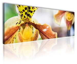 100x70 cm - Foltos orchidea vászonkép