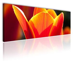150x50 cm - Nyíladozó tulipán vászonkép