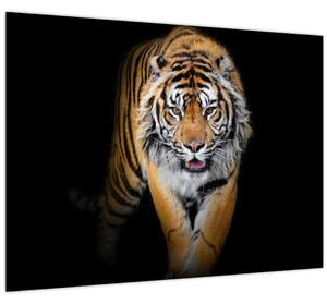Kép - Tigris (70x50 cm)