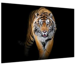 Kép - Tigris (90x60 cm)