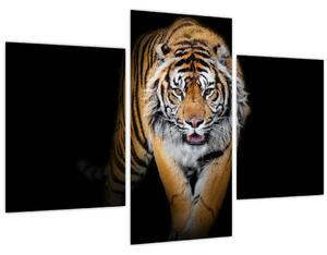 Kép - Tigris (90x60 cm)