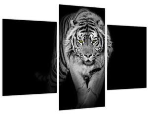 Kép - Sárga szemű tigris (90x60 cm)